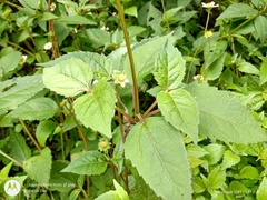 Heliopsis buphthalmoides