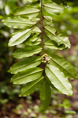 Polyalthia suberosa