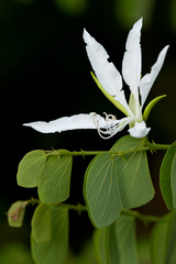 Bauhinia aculeata