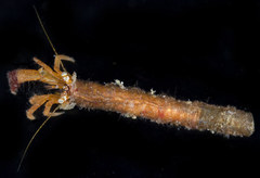 Orthopagurus minimus