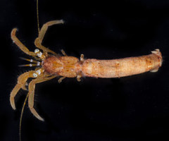 Orthopagurus minimus