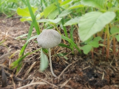 Fungi