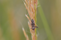 Phytocoris varipes