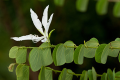 Bauhinia aculeata