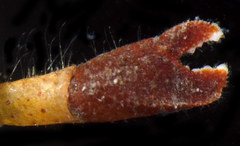 Orthopagurus minimus