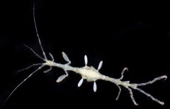 Caprella verrucosa