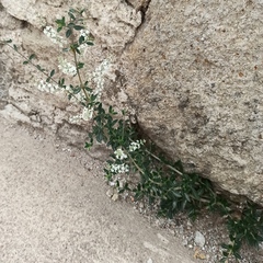 Aloysia gratissima