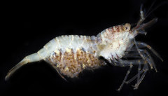 Heptacarpus pugettensis
