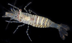 Heptacarpus pugettensis