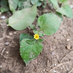 Calyptocarpus vialis