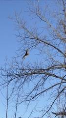 Cathartes aura