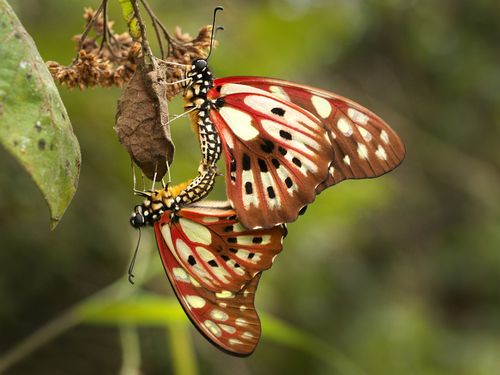 Madagascan Graphium