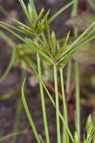 Cyperus compressus image