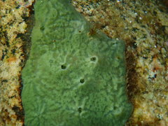 Corvospongilla novaeterrae