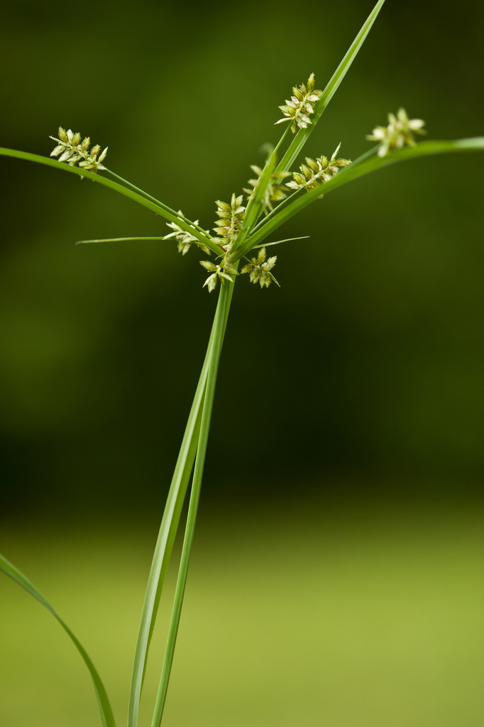 Cyperus hyalinus (Cyperus hyalinus)