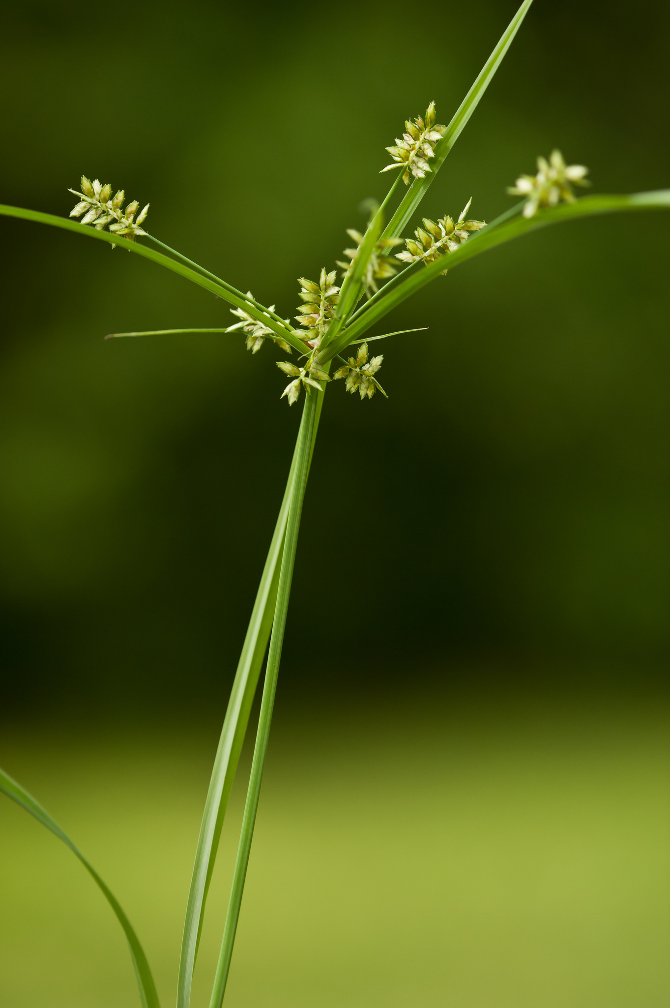 Cyperus hyalinus