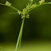 Cyperus hyalinus - Photo (c) Keith Bradley, some rights reserved (CC BY-NC), uploaded by Keith Bradley