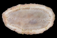 Psolidium bidiscum