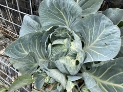 Brassica oleracea capitata