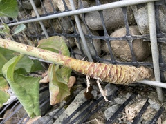 Brassica oleracea capitata
