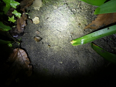 Oxychilus draparnaudi