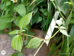 Sabazia multiradiata