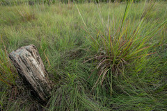 Coleataenia longifolia subsp. abscissa image