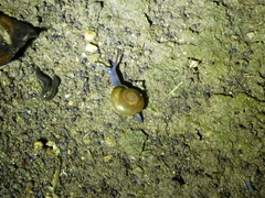 Oxychilus draparnaudi