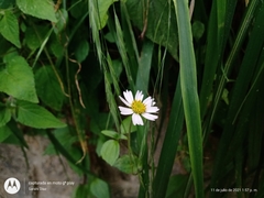 Sabazia multiradiata