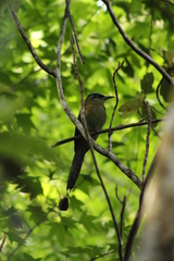 Momotus coeruliceps