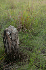 Coleataenia longifolia subsp. abscissa image