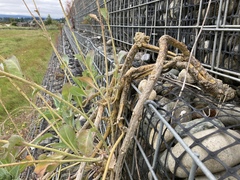 Brassica oleracea capitata
