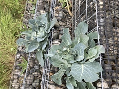 Brassica oleracea capitata