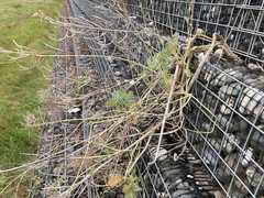 Brassica oleracea capitata