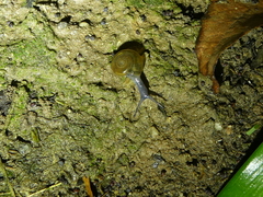 Oxychilus draparnaudi