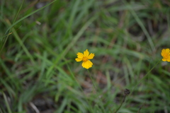 Cosmos sulphureus