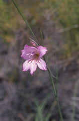 Gladiolus ornatus