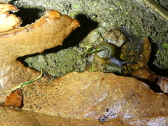 Oxychilus draparnaudi