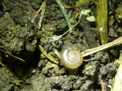 Oxychilus draparnaudi