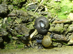 Oxychilus draparnaudi