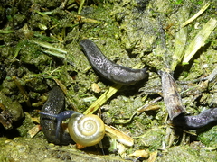 Oxychilus draparnaudi