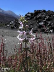 Stachys grandidentata