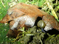 Oxychilus draparnaudi