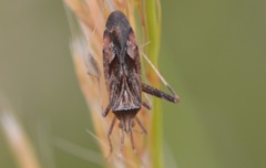 Phytocoris varipes