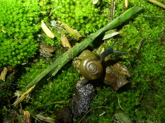 Oxychilus draparnaudi