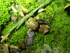 Oxychilus draparnaudi