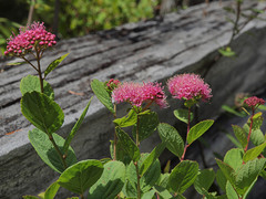 Spiraea splendens splendens