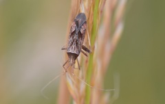 Phytocoris varipes