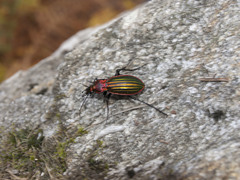 Carabus lineatus lateralis