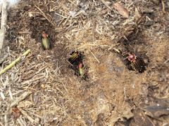 Carabus lineatus lateralis